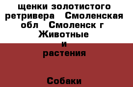 щенки золотистого ретривера - Смоленская обл., Смоленск г. Животные и растения » Собаки   . Смоленская обл.